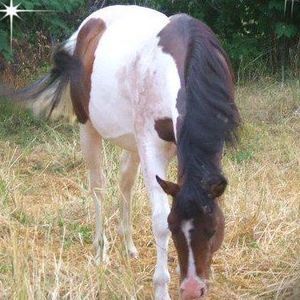 Meet your Posher, Holly